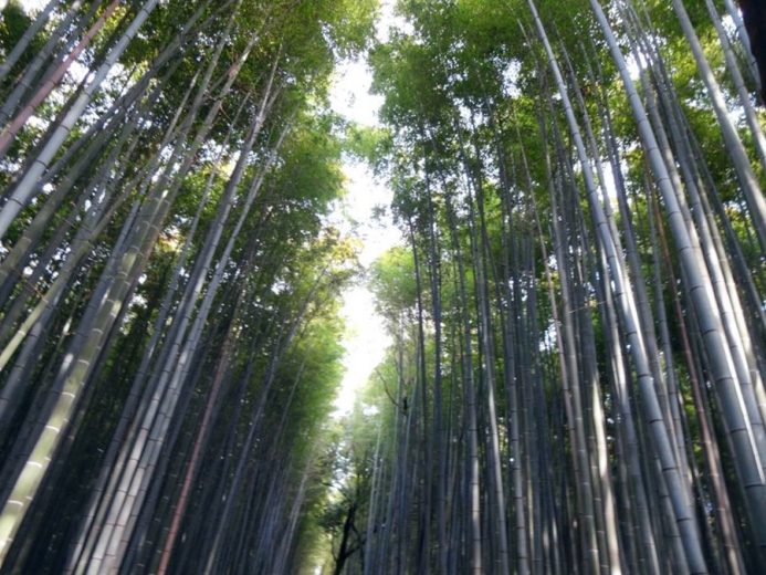 森林